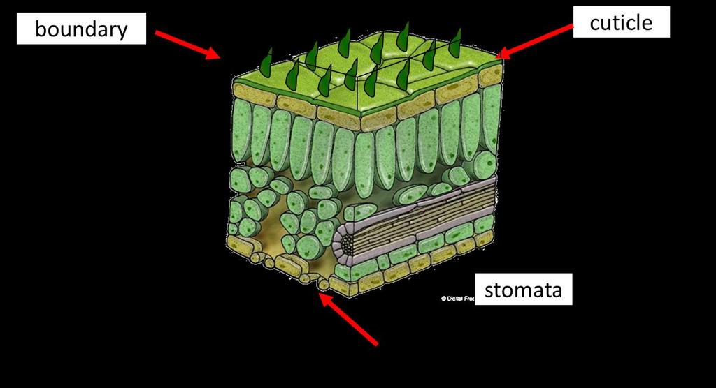 Plant features that control transpiration The structure of a plant influences the rate of