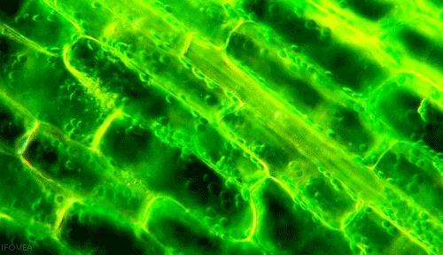 Photosynthesis happens in the chloroplasts/ chlorophyll in the leaf cells