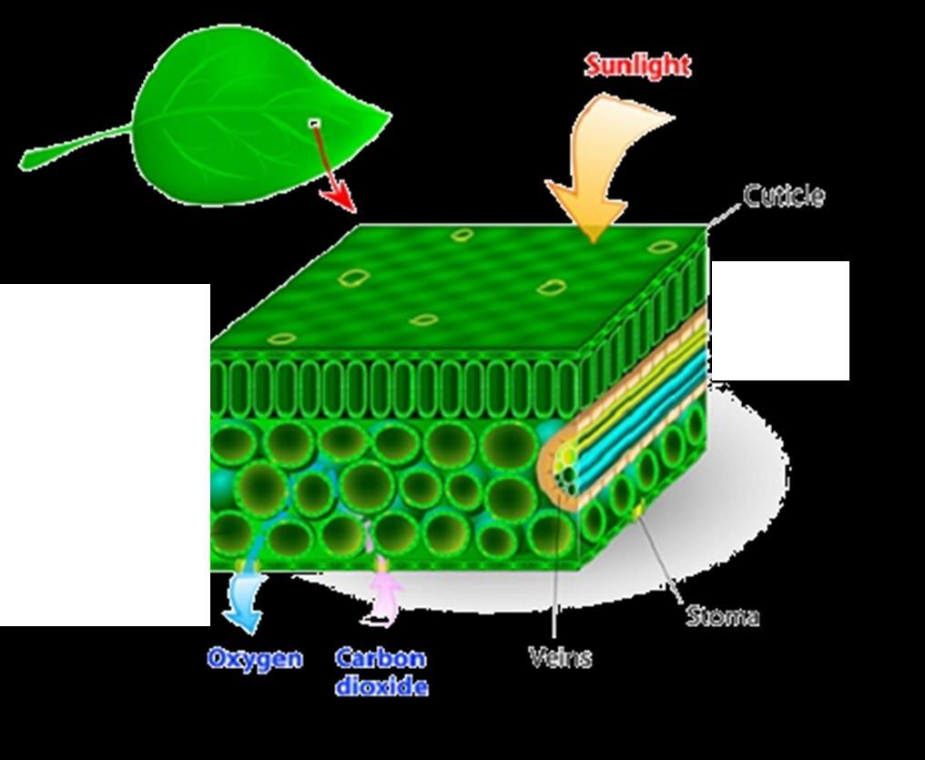 The adaptations of leaves for photosynthesis A waxy cuticle on the outside of the leaf provides a waterproof