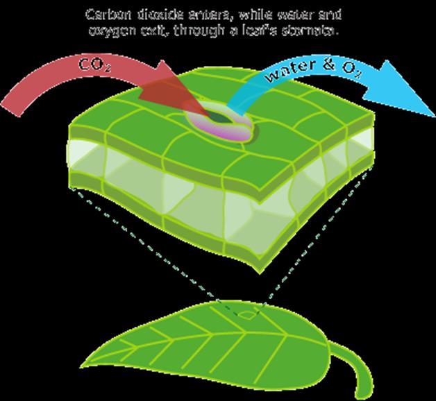 The role that stomata have in the process of photosynthesis Stomata are normally found only on the under or shaded sides of leaves.