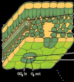The leaf structure and types of cell inside a leaf Cuticle: Waxy layer water proofing upper leaves. Upper epidermis: Upper layer of cells. No chloroplasts. Protection.