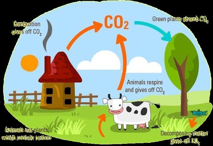 Plants absorb carbon dioxide Plants absorb carbon dioxide (CO 2 ) during the process of photosynthesis. They also release oxygen.