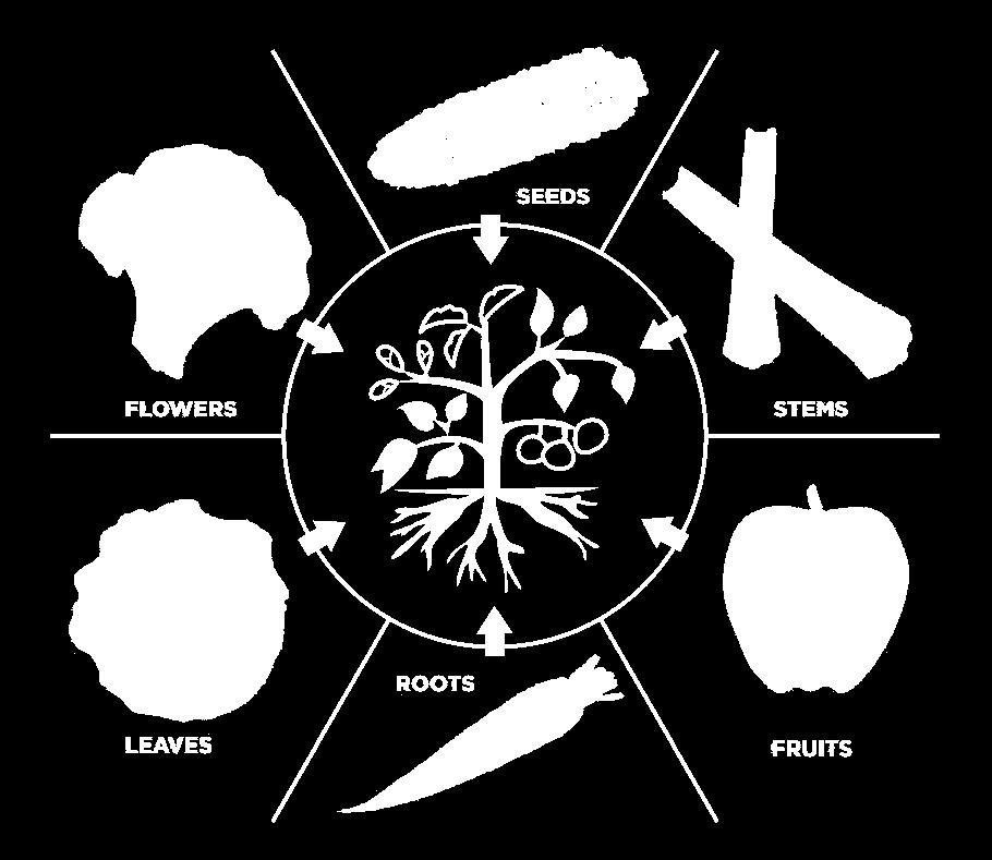 Parts of a plant we eat We use many types of plants for food. The fruit and vegetables that we eat, and grow for eating, come from various parts of the plant.