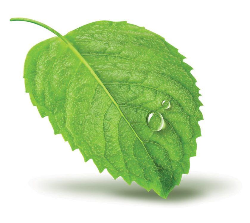The leaf is the location of most photosynthesis vein blade The flat surface of the leaf called the blade helps capture maximum sunlight for photosynthesis.