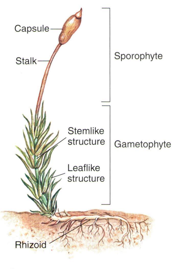 Bryophyte Structures & Adaptations Booklet page 6; textbook page 641 Very small