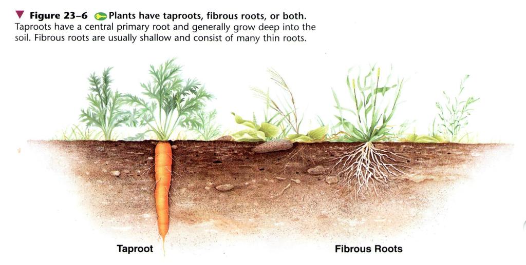Root System Adaptations Booklet page 7; Txt 669-670 What advantages do fibrous
