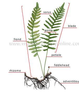 Fern Structures & Adaptations Booklet page 8; textbook page 644 Contains vascular