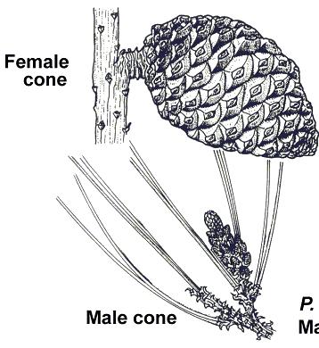 Gymnosperm Reproductive Structures Booklet page 9; Txt 648-649 Female cone makes the ovum that develop into seeds Gymnosperms have