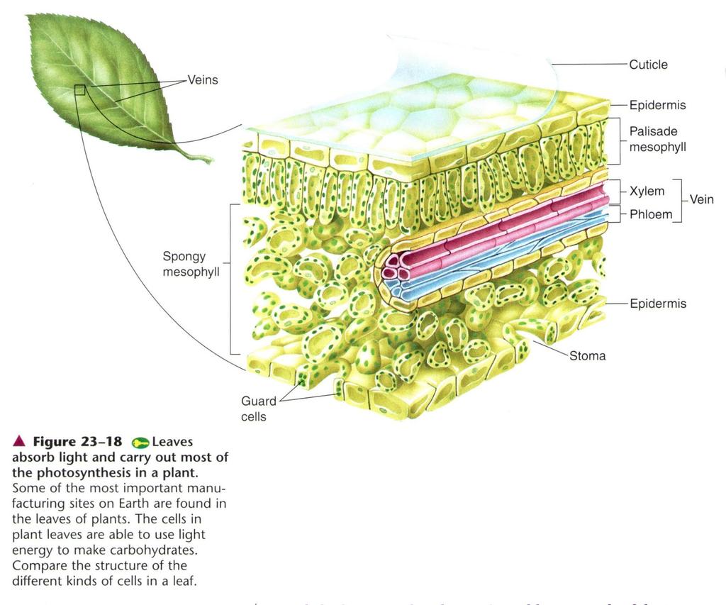 Booklet page 14; Txt 681 Leaf Layers & Structures Why do you suppose that a modern leaf structure