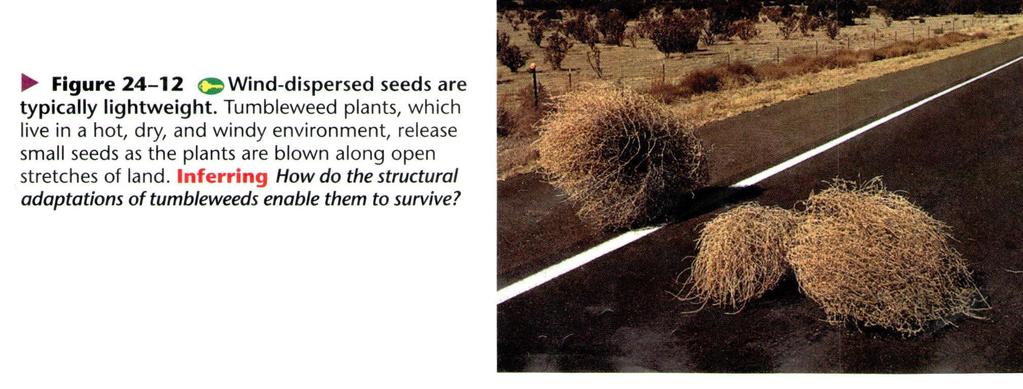 What adaptation do tumble weeds have that