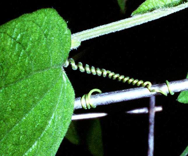 Tendrils: cellular growth near leaf base that helps