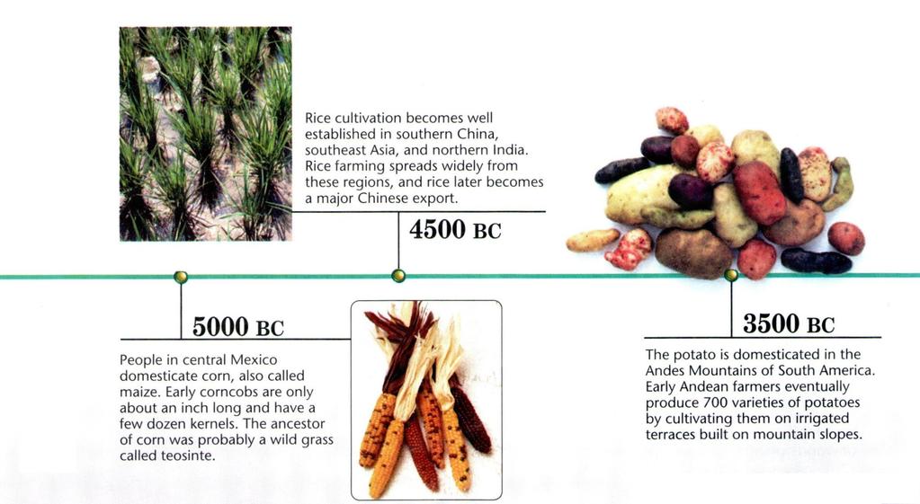 Compare corn today with maize grown in 5000 BC.