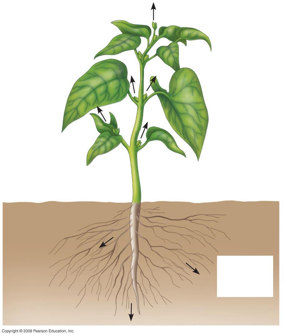 Terminal bud Axillary buds Root