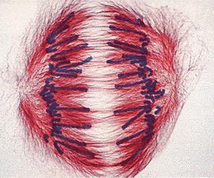 Are found in muscle cells Location in cell Cytoskeleton Are