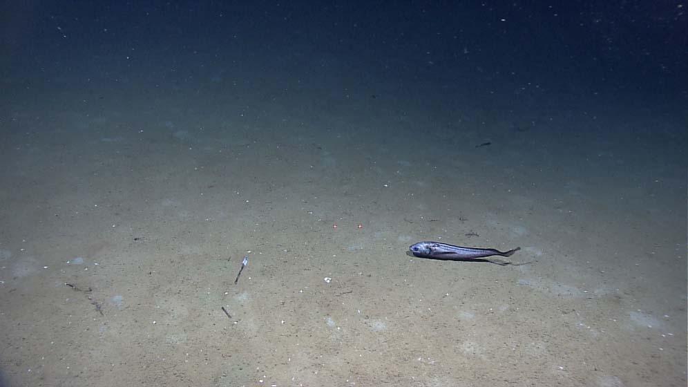 Other Sea Floor Features Abyssal Plain Deep ocean