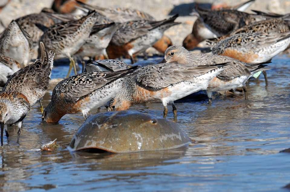 Red Knots forage