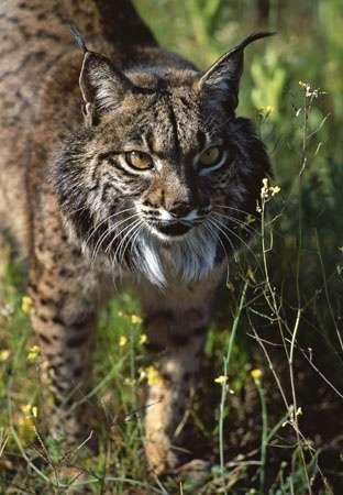 Natural History Museum, London Iberian Lynx one of the world s most endangered