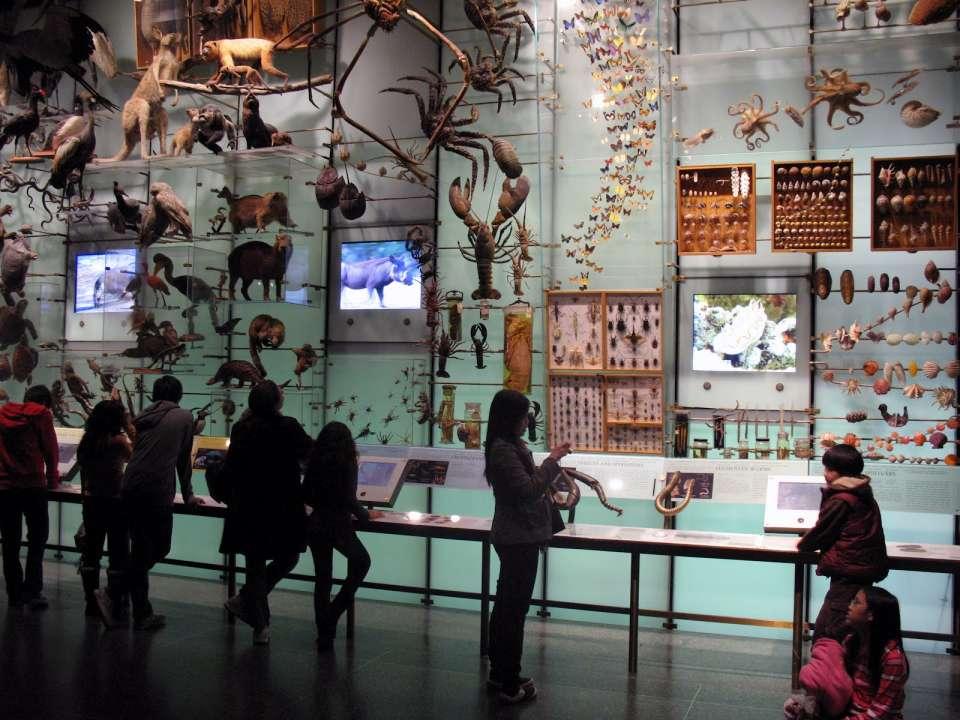 Hall of Biodiversity, American
