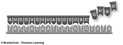 are read from the mrna in the to direction during translation.