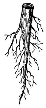 Describe how the adaptation is useful in its environment. Station 3: Roots (p.