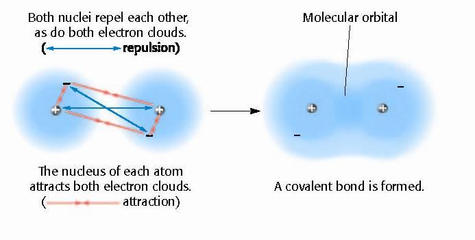 Formation of Covalent Bonds Bond results from the attraction forces between the nuclei and electrons of the two atoms Attraction Forces -