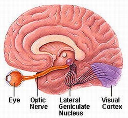 The Eye and Brain From http://www.msstrength.