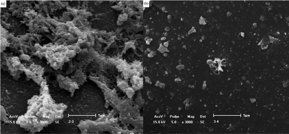 Selective removal of iron from aqueous solution using ion imprinted thiocyanato-functionalized silica gel sorbents 801 Fig. 3.