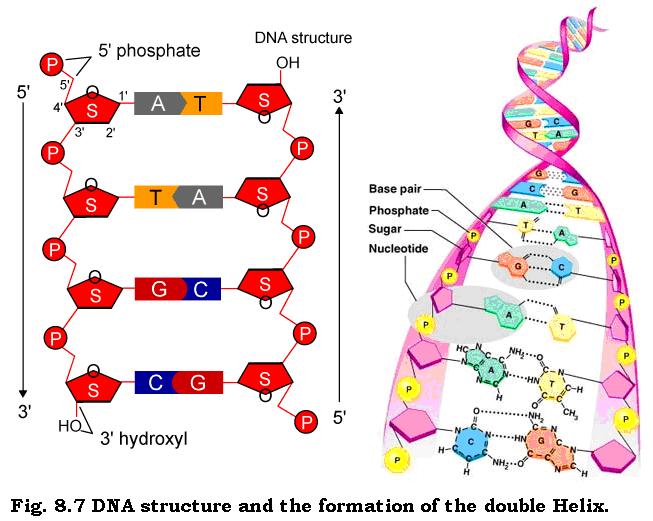 Nucleic acids are linked together to form long chains, and DNA is made of two parallel chains.