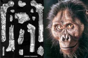 Orrorin tugenensis Discovered: 2001 ~ 5-6 MYA Ancestor of Homo? If so, was Australopithecus a side lineage? Bipedal?