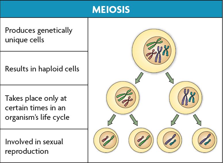 to make cells with the number of chromosomes for sexual reproduction REVIEW: MITOSIS Makes cells genetically to parent cell & to each other Makes cells Makes Used by organisms to: increase size of