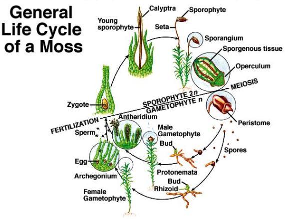 Reproduction in Mosses Alternation of Generations (See Page 170) 1. Within the antheridium of a male moss, sperm (n) are created. 2.