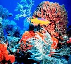 Oceans and Coasts World s largest archive of oceanographic and coastal data, ranging from water temperatures dating to