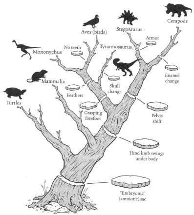 Biologists use this evidence to reconstruct evolutionary history and create the tree of life.