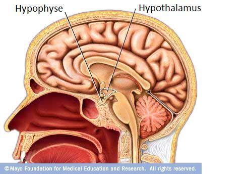 The hypothalamus: a temperature sensor.