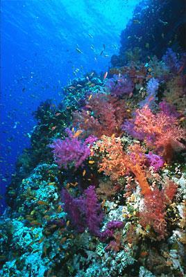 Characteristics Most live individually except for coral & hydra Coral live as a colony of polyps