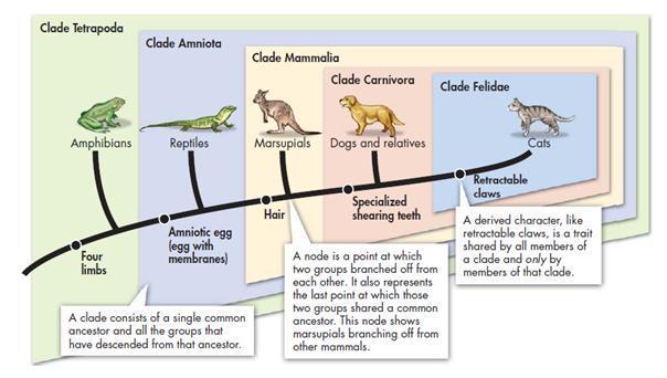 copyright cmassengale 28 Construction of a cladogram Clades- one branch of the cladogram Outgroup- is the species or group of species that