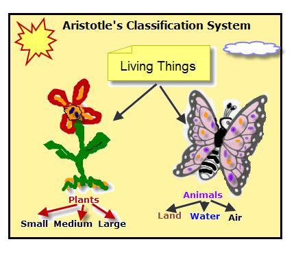 copyright cmassengale 4 Aristotle s system- Greek philosopher (384-322 b.c.) More than two thousand years
