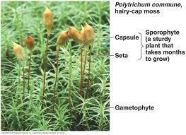 III Plant Classification Plants are divided into two basic groups based on whether they contain vascular tissue: A.Bryophytes (pp.