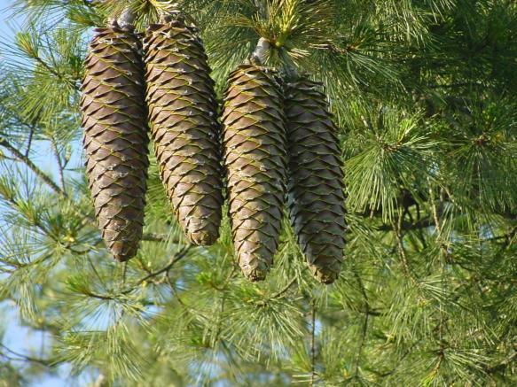 Types of Seed Plants 2. Gymnosperms-Have pollen and seeds, no fruit.