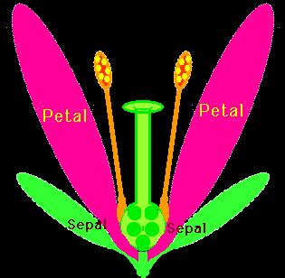 3. The petals are usually