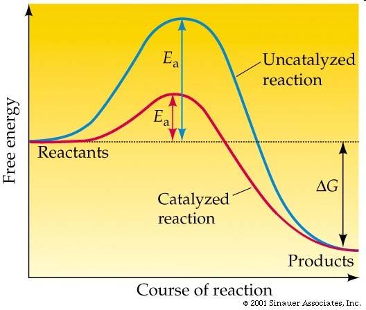 Catalysis and activation energy http://www.columbia.edu/cu/biology/courses/c005/purves6/figure06-14.jpg 33 general types of catalysis enzymatic catalysis e.g. carbonic anhydrase catalyzes caranh CO + H O HCO 3 + H + removing CO formed in cells during metabolism surface (heterogeneous) catalysis e.