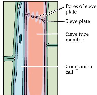 Plant Cells (5) Phloem Sieve tubes