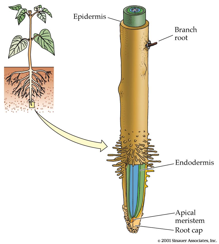 Roots Root cap Root hairs Epidermis