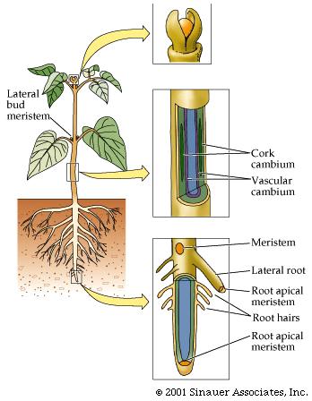 Lateral Meristems secondary growth of stems Thicken to wood and bark This is
