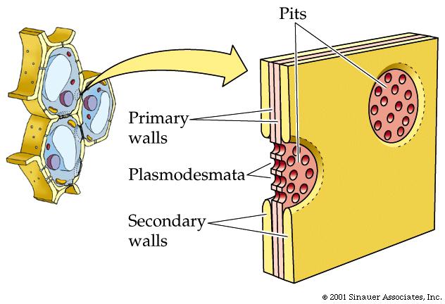 Plant Cell Walls Pits - interruptions of
