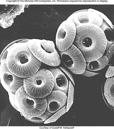 Coccolithophores Ornate shells of calcium carbonate Protozoa