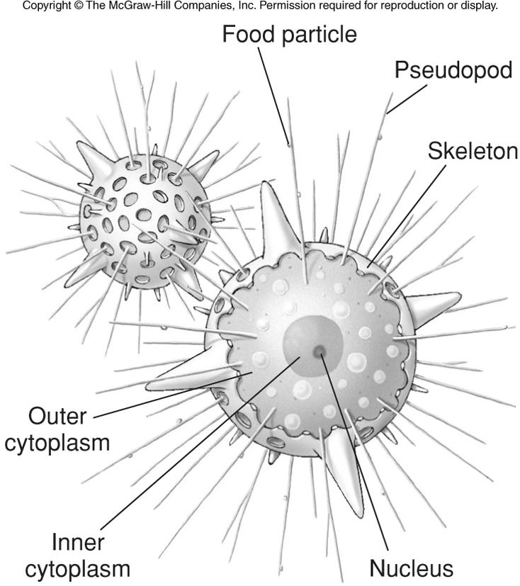 Like forams, they use pseudopods that extend through pores in 