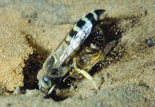 Bembix wasp digging while holding