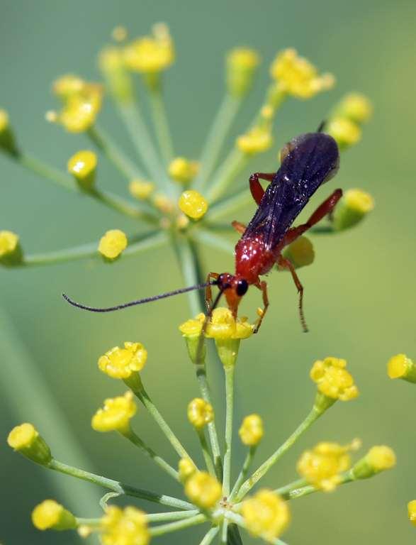Parasitic wasps sustain