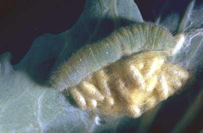 cabbageworm